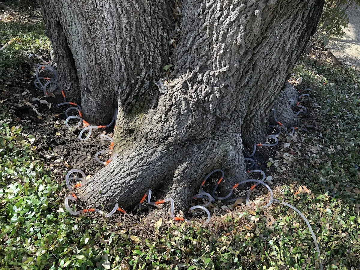 Detailed Tree Cabling and Bracing job site in Hobbs